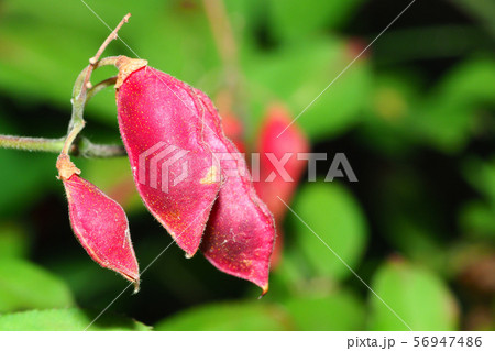 トキリマメ 56947486