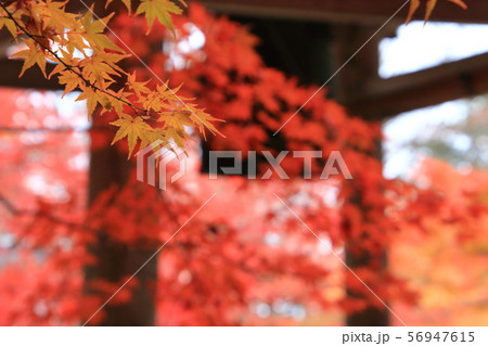 紅葉 紅葉 56947615