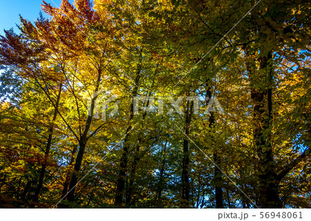autumn panorama background with colorful trees autumn panorama background with colorful trees 56948061