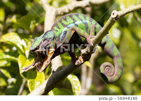Panther chameleon Furcifer pardalis, hunting 56948180