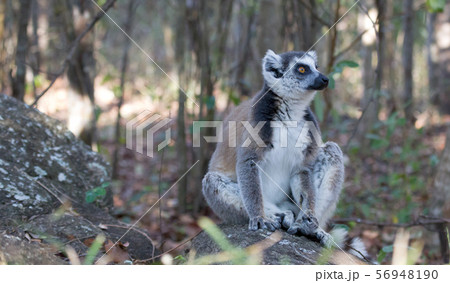 Famous Madagascar Maki lemur, Ring tailed lemur. 56948190