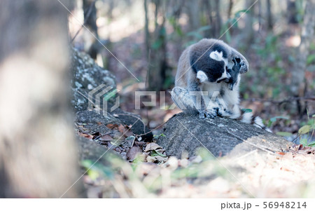 Famous Madagascar Maki lemur, Ring tailed lemur. 56948214