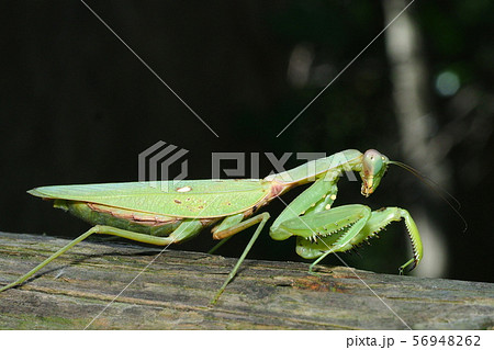 晩秋のハラビロカマキリ 晩秋のハラビロカマキリ 56948262