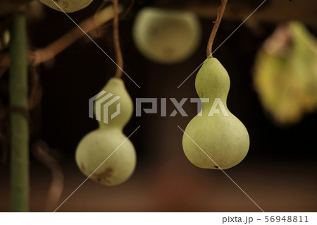 ひょうたん 56948811