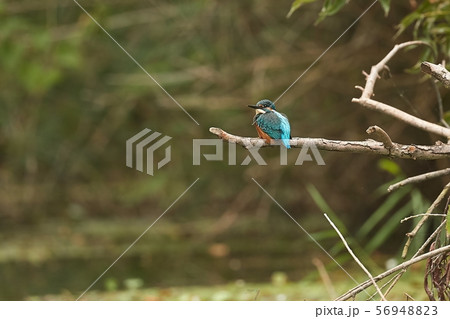 Common Kingfisher in wetland forest Common Kingfisher in wetland forest 56948823