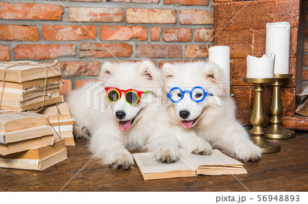 Two White fluffy Samoyed puppies dogs with book 56948893