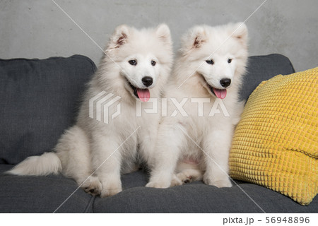 Two samoyed dogs puppies are sitting in the gray couch Two samoyed dogs puppies are sitting in the gray couch 56948896