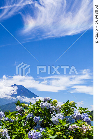 富士山と紫陽花 富士山と紫陽花 56948903