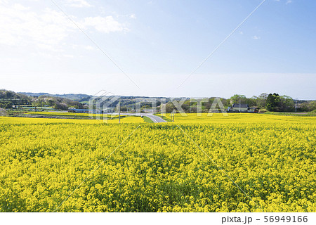 菜の花畑 菜の花 ひまわりの丘 三本木 春の写真素材