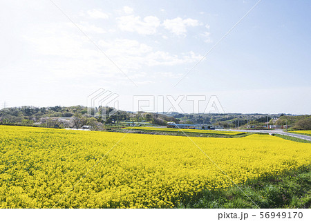 菜の花畑 菜の花 ひまわりの丘 三本木 春の写真素材