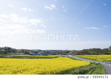 菜の花畑　菜の花　ひまわりの丘　三本木　春 56949172