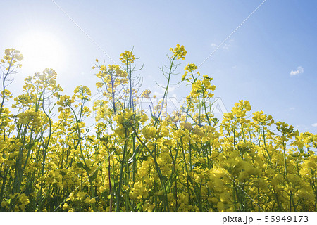 菜の花畑　菜の花　ひまわりの丘　三本木　春 56949173