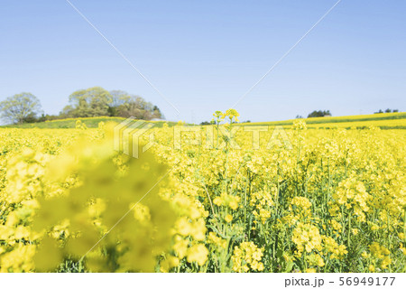 菜の花畑　菜の花　ひまわりの丘　三本木　春 56949177