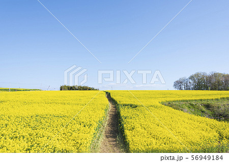 菜の花畑 菜の花 ひまわりの丘 三本木 春 菜の花畑 菜の花 ひまわりの丘 三本木 春 56949184