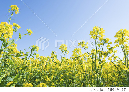 菜の花畑 菜の花 ひまわりの丘 三本木 春 菜の花畑 菜の花 ひまわりの丘 三本木 春 56949197