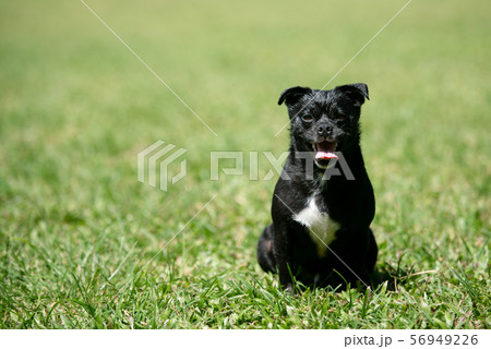 笑う犬の写真素材