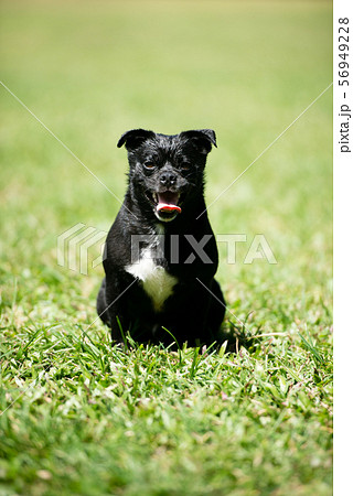 笑う犬の写真素材