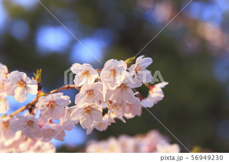 桜 さくら ソメイヨシノ 56949230