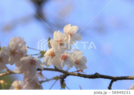 桜 さくら ソメイヨシノ 花びら 56949231