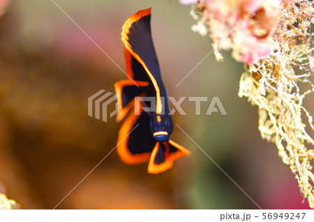 アカククリの幼魚 アカククリの幼魚 56949247