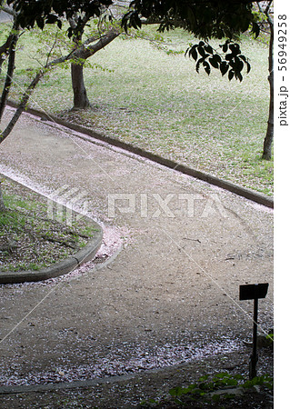 指月公園の桜吹雪の歩道 指月公園の桜吹雪の歩道 56949258