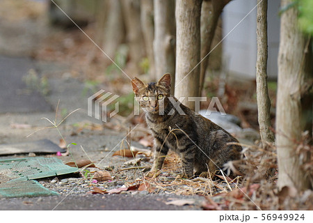 路地の猫 56949924