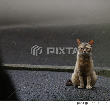 待つ猫 56949927