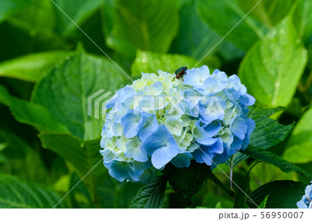 紫陽花 56950007