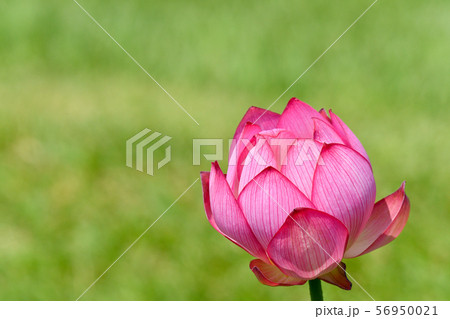 蓮の花 56950021