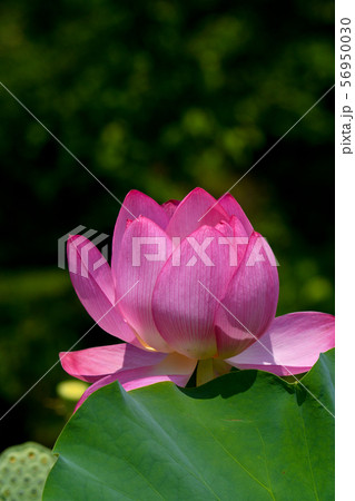 蓮の花 56950030