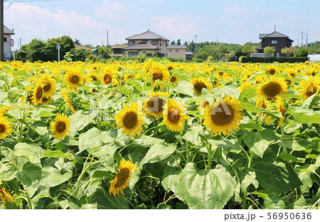 ひまわり 夏 風景 元気 杤木 ひまわり 夏 風景 元気 杤木 56950636