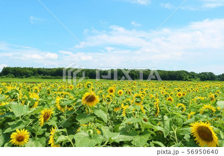 ひまわり 夏 風景 元気 杤木 ひまわり 夏 風景 元気 杤木 56950640