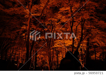 香嵐渓 紅葉 香嵐渓 紅葉 56950721