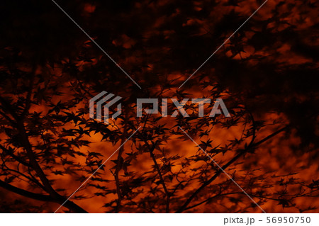 香嵐渓 紅葉 香嵐渓 紅葉 56950750