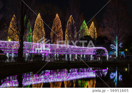 イルミネーション 元淵江公園 イルミネーション 元淵江公園 56951605