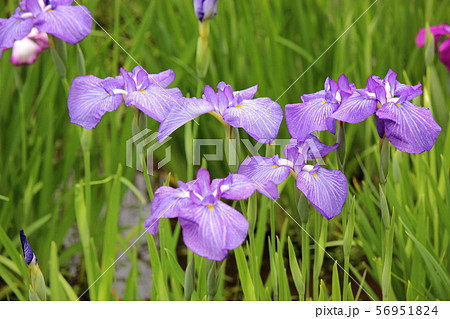 葉の緑に映えるハナショウブの花びら(5) 56951824
