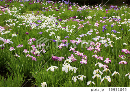 花菖蒲のシーズン酣(たけなわ)に入った小石川後楽園(6) 花菖蒲のシーズン酣(たけなわ)に入った小石川後楽園(6) 56951846
