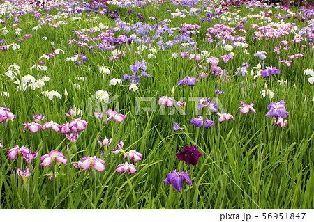 葉の緑に映えるハナショウブの花びら(8) 56951847