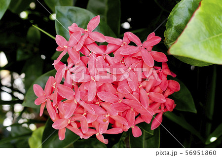 サンタンカ 56951860