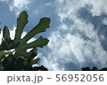青空といちじくの葉 56952056
