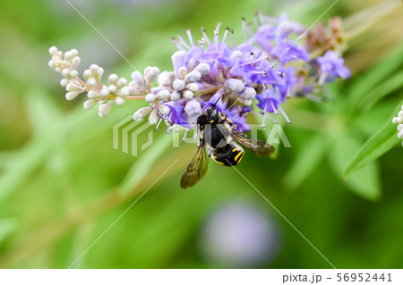 トモンハナバチ 56952441