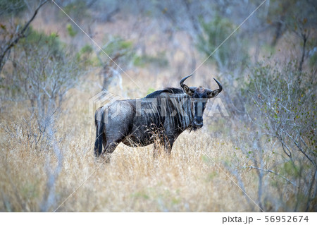 gnu in kruger park south africa gnu in kruger park south africa 56952674