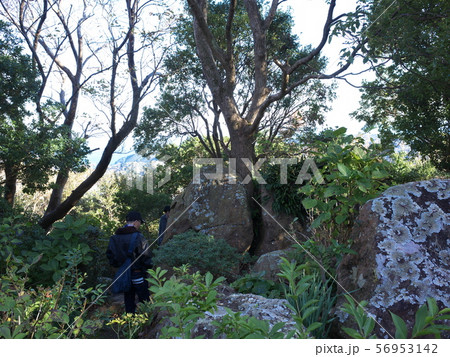 寝姿山　石割り楠 56953142