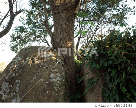 寝姿山 石割り楠 寝姿山 石割り楠 56953143