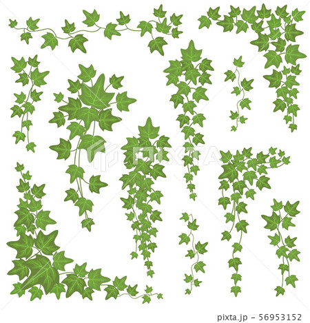 Ivy green leaves on hanging branches. Wall climbing decoration plant vector set isolated on white Ivy green leaves on hanging branches. Wall climbing decoration plant vector set isolated on white 56953152