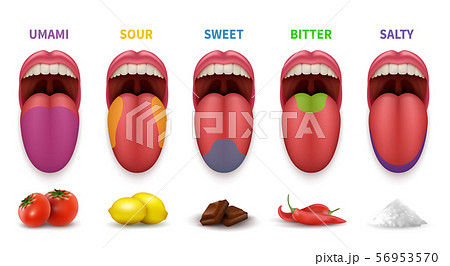 Human tongue basic taste areas. Smack map in mouth sweet, salty, sour, bitter and umami vector Human tongue basic taste areas. Smack map in mouth sweet, salty, sour, bitter and umami vector 56953570