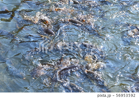 泳ぐコイ（巴波川(うずまがわ)／栃木県栃木市） 56953592