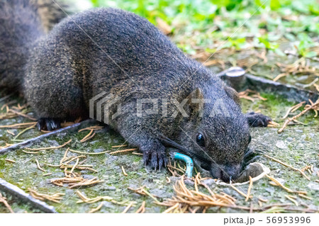 台湾のリス 56953996