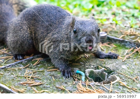 台湾のリス 56953997