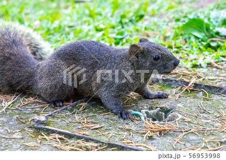 台湾のリス 56953998